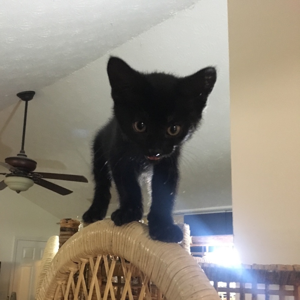 Meet your Posher, Darci